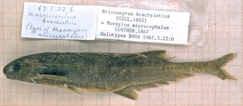 Mormyrus microcephalus Günther, Holotype, BMNH 1867.5.22.6.