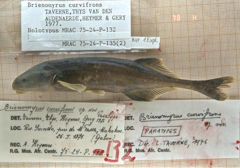 Paramormyrops curvifrons (Taverne, Thys van den Audenaerde, Heymer and Géry, 1977) Paratype