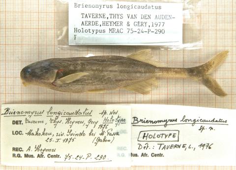 Brienomyrus longicaudatus Taverne, Thys van den Audenaerde, Heymer and Géry 1977 holotype