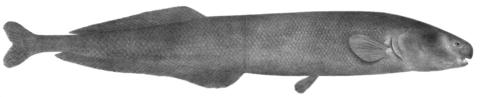 Illustration of holotype of Mormyrops sirenoides Boulenger, 630 mm TL