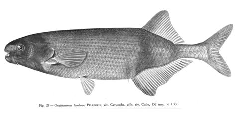 Gnathonemus lambouri Pellegrin, 152 mm TL, Cavuemba River, affluent of Cuílo River, Angola. From Poll (1967).