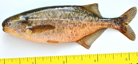 Brevimyrus niger female, 100mm SL, small stream near Gambella, Ethiopia