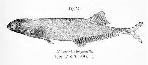 Illustration of holotype of Marcusenius longianalis (=Brienomyrus longianalis)