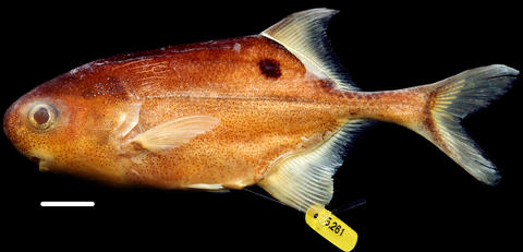 Photograph of a preserved specimen of Petrocephalus christyi from Odzala National Park (scale bar = 1.0 cm)