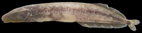 Mormyrops furcidens, 162 mm SL, JPS-10-439, UNIKIS-10-074, Lubilu River near Yangambi, Orientale, D.R. Congo