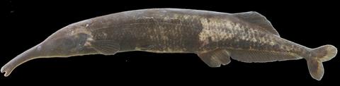 Mormyrops boulengeri, 295 mm SL, specimen no. JPS-10-442, field no. UNIKIS-10-74, Lubilu River near Yangambi, D.R. Congo.