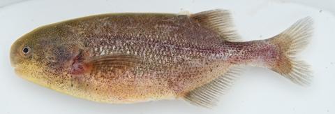 Pollimyrus nigricans female, 85 mm SL, Mpanda River tributary to Ruzizi River, Burundi