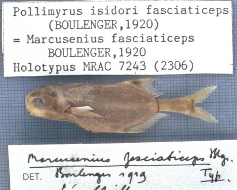 Holotype of Pollimyrus isidori fasciaticeps (Boulenger, 1920)