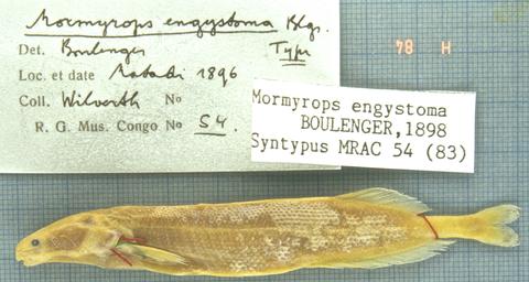 Mormyrops engystoma Boulenger syntype MRAC 54, Matadi, Lower Congo River, Democratic Republic of Congo