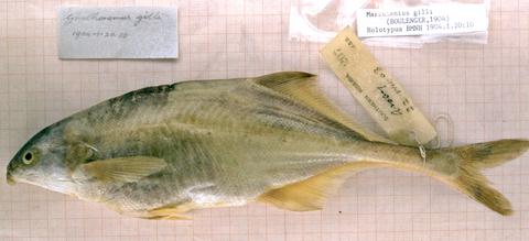 Gnathonemus gilli Boulenger holotype BMNH 1904.1.20.10, Assay, southern Nigeria