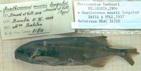 Gnathonemus moorii longulus David & Poll (= Marcusenius lambouri) holotype MRAC 31710, Bumba, Congo River basin, D.R. Congo