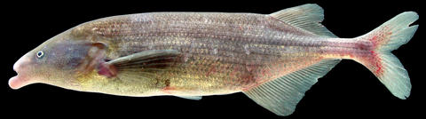 Marcusenius ntemensis, Ivindo River at Loa-Loa rapids, Gabon