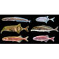 Six genera of Mormyrinae: top: Isichthys, Pollimyrus, middle: Campylomormyrus, Mormyrus, bottom: Paramormyrops, Stomatorhinus