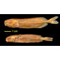Stomatorhinus humilior Boulenger syntypes MRAC 637 (72 mm SL), MRAC 636 (65 mm SL)