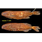 Stomatorhinus kununguensis Poll syntypes MRAC 21573-74, 77 & 76 mm SL