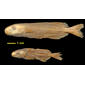 Stomatorhinus microps Boulenger syntypes MRAC 94, MRAC 68 (Leopoldville)