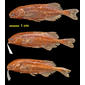 Stomatorhinus polli Matthes paratypes MRAC 138976-78, Ikela region, D.R. Congo