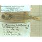 Gnathonemus schilthuisiae Boulenger (= Marcusenius schilthuisiae) holotype MRAC 663, Kutu, Lake Mai Ndombe, D.R. Congo