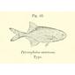 File:Petrocephalus catostoma.jpg